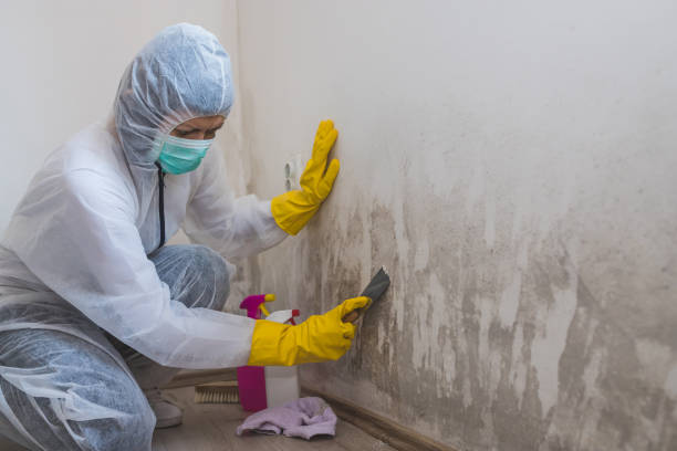 Best Residential Mold Removal  in Carthage, NC